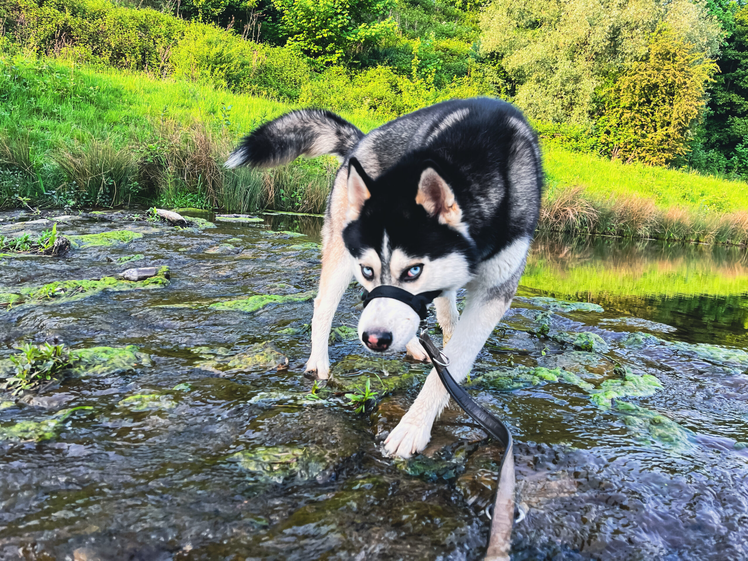 IMG_6599 Husky approching on a flat river